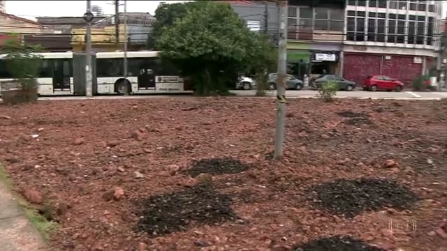 Floresta de Bolso de Pinheiros - SPTV Globo - Ricardo Cardim